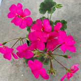 Pelargonium Antic Fucsia gigante vaso 10
