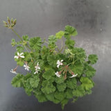 Pelargonium Fragrans  ( profumo pino silvestre)vaso 10