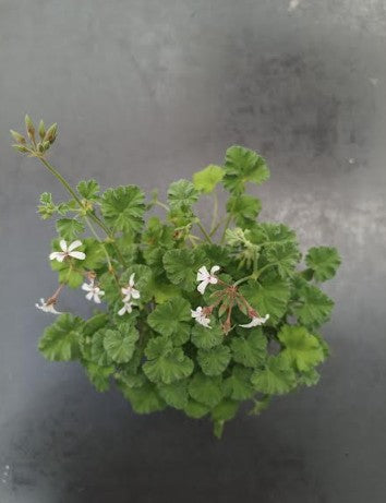 Pelargonium Fragrans  ( profumo pino silvestre)vaso 10