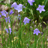 Campanula Rotundifolia