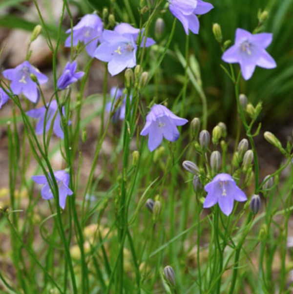 Campanula Rotundifolia