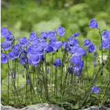Campanula Cochleariifolia vaso 9