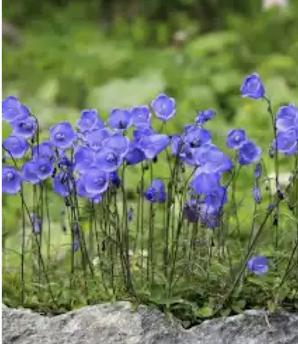 Campanula Cochleariifolia vaso 9
