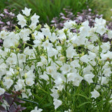 Campanula Cochleariifolia alba vaso 9