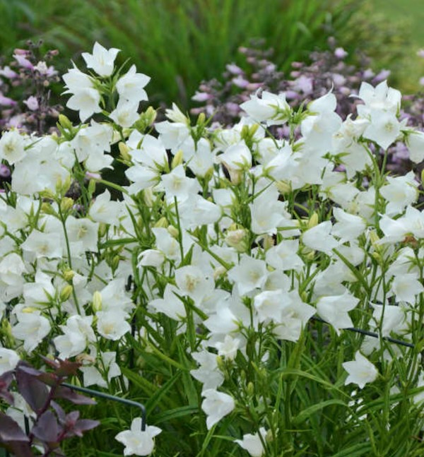 Campanula Cochleariifolia alba vaso 9