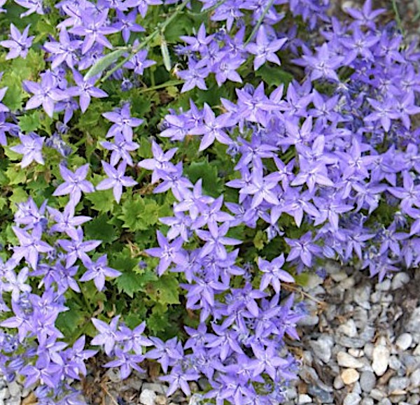 Campanula Garganica vaso 9