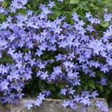 Campanula poscharskyana 'Stella' vaso 9