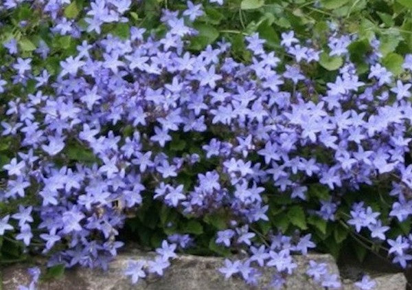 Campanula poscharskyana 'Stella' vaso 9