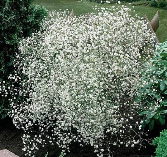 Gypsophila Paniculata vaso 9
