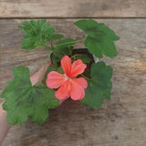 Pelargonium Jackpot Majestic vaso 10