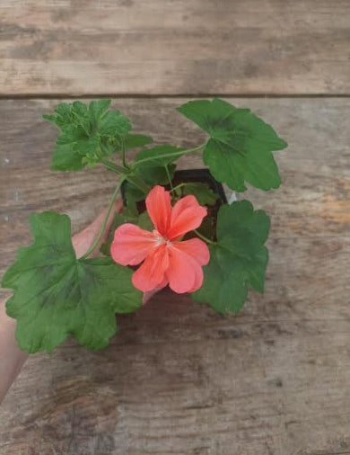 Pelargonium Jackpot Majestic vaso 10