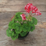 Pelargonium Brightstone Rosebud vaso 10