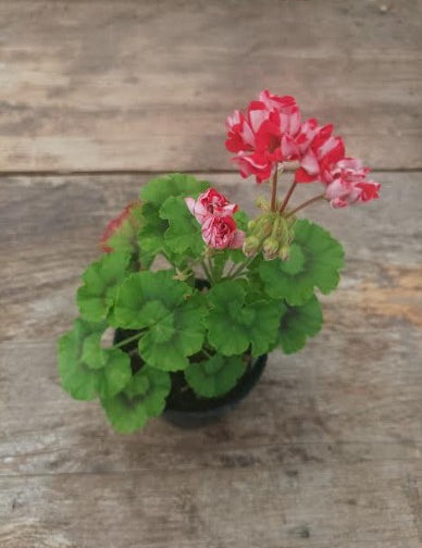 Pelargonium Brightstone Rosebud vaso 10