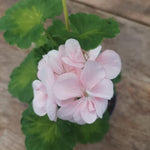 Pelargonium Butterfly Loreley vaso 10