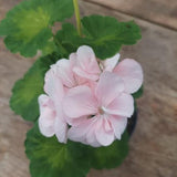 Pelargonium Butterfly Loreley vaso 10