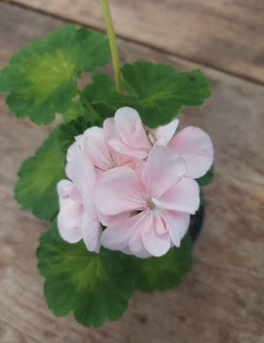Pelargonium Butterfly Loreley vaso 10