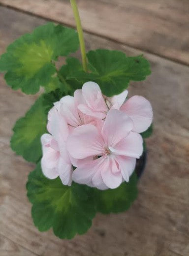Pelargonium Butterfly Loreley vaso 10