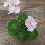 Pelargonium Butterfly Loreley vaso 10