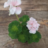 Pelargonium Butterfly Loreley vaso 10