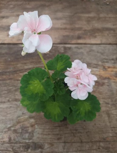 Pelargonium Butterfly Loreley vaso 10