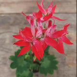 Pelargonium Gemini vaso 10