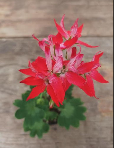 Pelargonium Gemini vaso 10