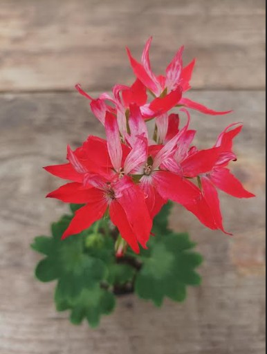 Pelargonium Gemini vaso 10