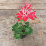 Pelargonium Gemini vaso 10