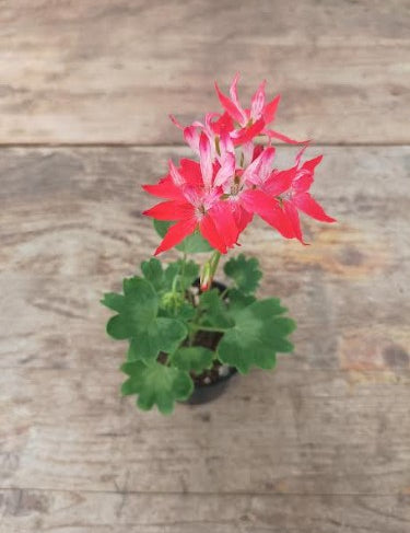 Pelargonium Gemini vaso 10