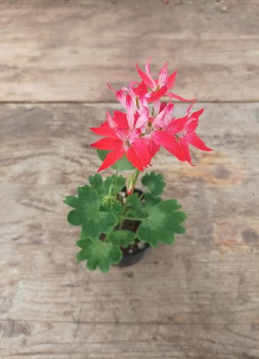 Pelargonium Gemini vaso 10