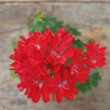 Pelargonium Pixie (rosso)  vaso 10