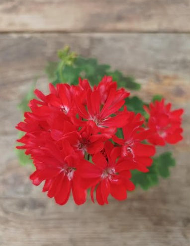 Pelargonium Pixie (rosso)  vaso 10