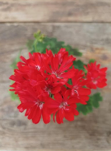 Pelargonium Pixie (rosso)  vaso 10