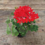 Pelargonium Pixie (rosso)  vaso 10
