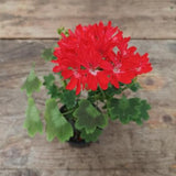 Pelargonium Pixie (rosso)  vaso 10