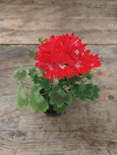 Pelargonium Pixie (rosso)  vaso 10
