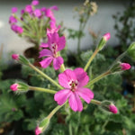 Pelargonium Era's Epsilon vaso 10