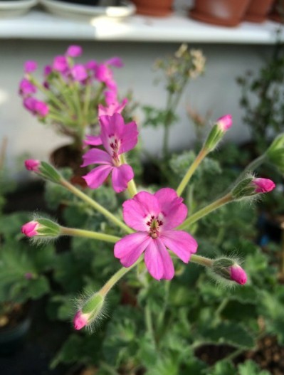 Pelargonium Era's Epsilon vaso 10