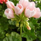 Pelargonium Emma Från Bengtsbo vaso 10