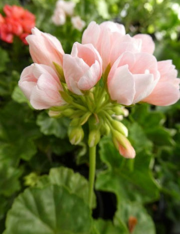 Pelargonium Emma Från Bengtsbo vaso 10