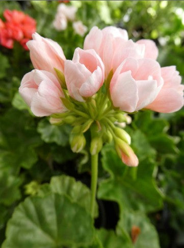 Pelargonium Emma Från Bengtsbo vaso 10