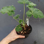 Pelargonium Era's Epsilon vaso 10