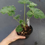 Pelargonium Era's Epsilon vaso 10