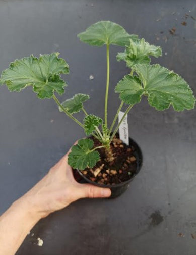 Pelargonium Era's Epsilon vaso 10