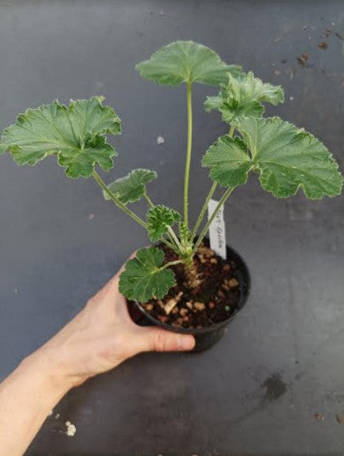 Pelargonium Era's Epsilon vaso 10