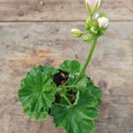 Pelargonium Emma Från Bengtsbo vaso 10