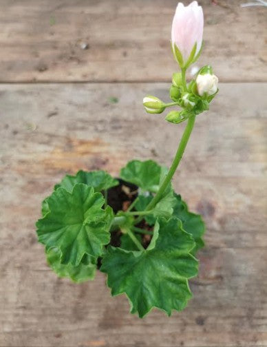 Pelargonium Emma Från Bengtsbo vaso 10