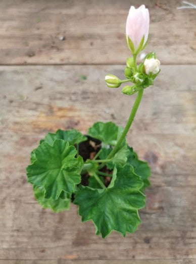 Pelargonium Emma Från Bengtsbo vaso 10