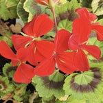 Pelargonium Golden Harry Hieover vaso 10