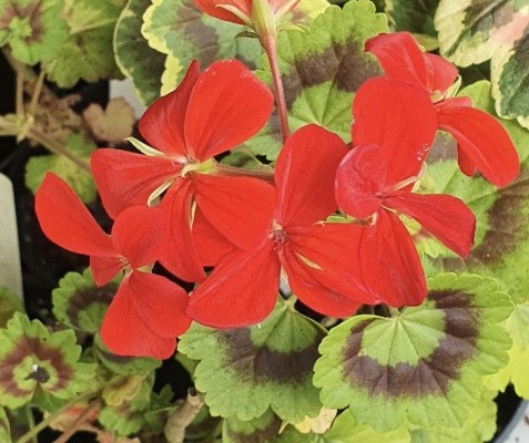 Pelargonium Golden Harry Hieover vaso 10
